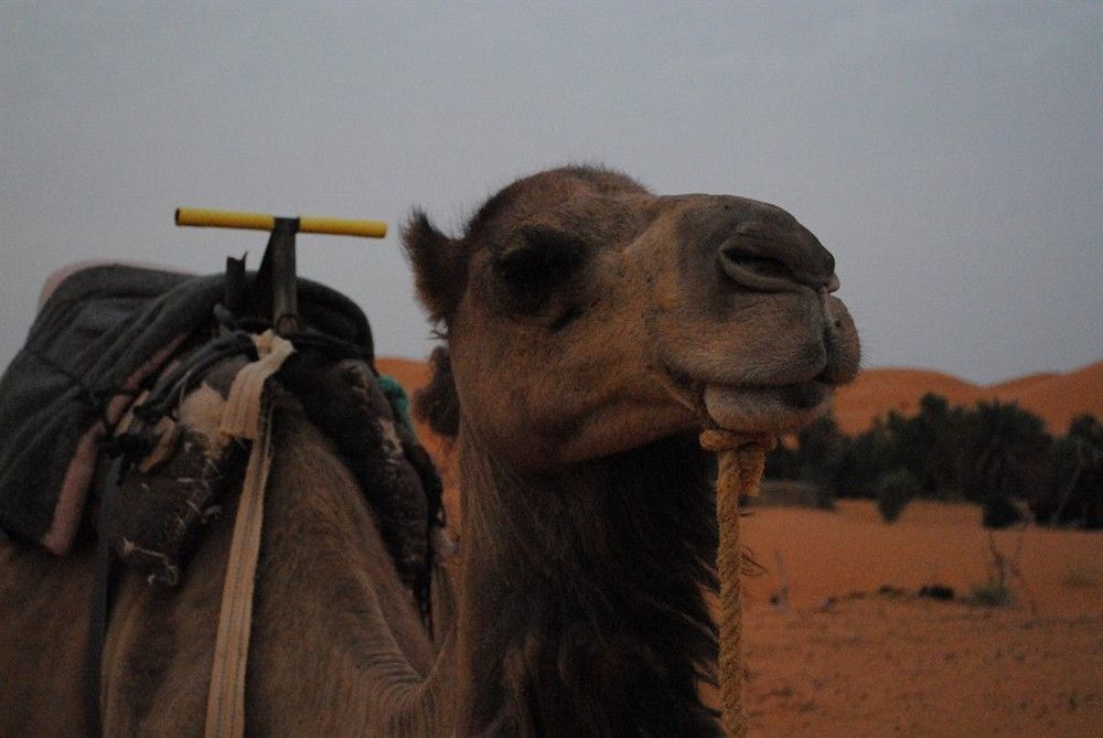 Les Pyramides Hotel Merzouga Ngoại thất bức ảnh